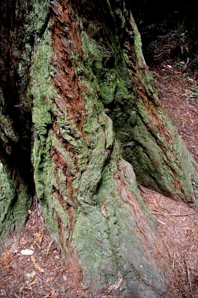 muir8.jpg - Even the base of a tree can be interesting in Muir woods.